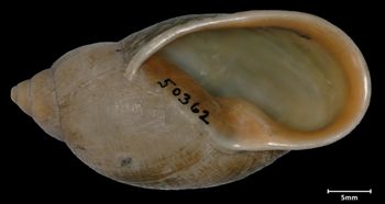 Media type: image;   Malacology 50362 Aspect: apertural